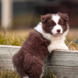 Filhotes De Border Collie