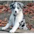 Filhotes De Border Collie Rj Diversas Cores 