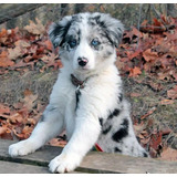 Filhotes De Border Collie