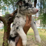 Filhotes De Border Collie