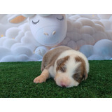 Filhotes De Border Collie
