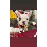 Filhotes De Buldogue Frances