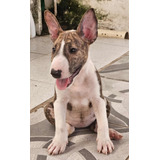 Filhotes De Bull Terrier