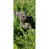 Filhotes De Bulldog Frances