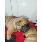 Filhotes De Bulldog Frances