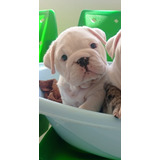 Filhotes De Bulldog Ingles