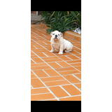 Filhotes De Bulldog Ingles