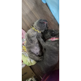 Filhotes De Cane Corso