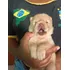 Filhotes De Chow Chow