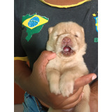 Filhotes De Chow Chow