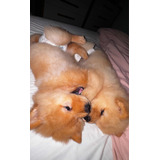 Filhotes De Chow Chow