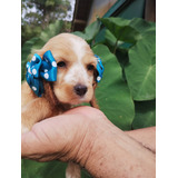 Filhotes De Cocker Spaniel