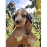 Filhotes De Cocker Spaniel