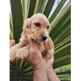 Filhotes De Cocker Spaniel