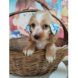 Filhotes De Cocker Spaniel