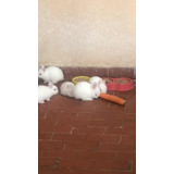 Filhotes De Coelho Anao