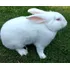 Filhotes De Coelhos Nova Zelandia