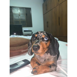 Filhotes De Dachshund Arlequim
