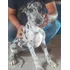 Filhotes De Dogue Alemão A Pronta Entrega Com Garantia