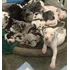 Filhotes De Dogue Alemão Merle E Arlequim A Pronta Entrega