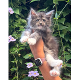 Filhotes De Gato Maine