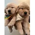 Filhotes De Golden Retriever Lindos (entregamos Em Sp)