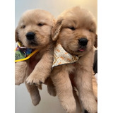 Filhotes De Golden Retriever