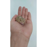 Filhotes De Hamster Anao