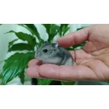 Filhotes De Hamster Anao