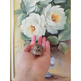 Filhotes De Hamster Anão Russo Cinza E Dourados Entramos Sp