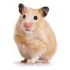 Filhotes De Hamster Sírio