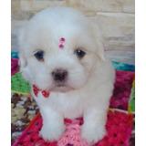 Filhotes De Lhasa Apso