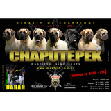 Filhotes De Mastiff 
