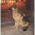 Filhotes De Pastor Alemao. Pedigree Internacional