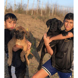Filhotes De Presa Canario