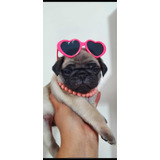 Filhotes De Pug Com