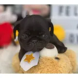 Filhotes De Pug Lindos