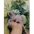 Filhotes De Rato Twister Hairless pelado  sem Pelos entreg