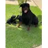  Filhotes De Rottweiler De Linhagem Alemã Disponíveis! 