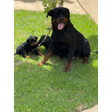 Filhotes De Rottweiler De