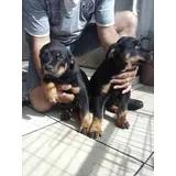 Filhotes De Rottweiler