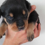 Filhotes De Rottweilers