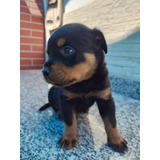 Filhotes De Rotweiler