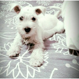 Filhotes De Schnauzer Miniatura