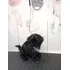 Filhotes De Shih Tzu 2 Fêmeas E Um Machinho A Pronta Entrega