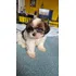 Filhotes De Shih Tzu À Venda!  Com Aproximadamente 50