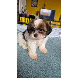 Filhotes De Shih Tzu
