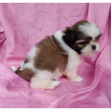 Filhotes De Shih Tzu