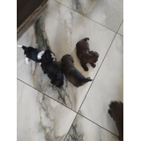 Filhotes De Shih Tzu