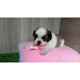 Filhotes De Shih Tzu